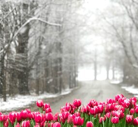 A row of pink tulips in front of a snowy road - thoughtful gift idea, local gift idea A row of pink tulips in front of a snowy road - thoughtful gift idea, local gift idea
