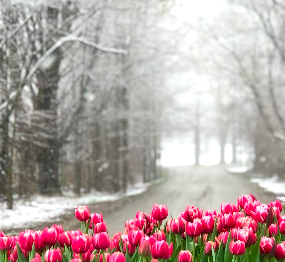 A row of pink tulips in front of a snowy road - thoughtful gift idea, local gift idea