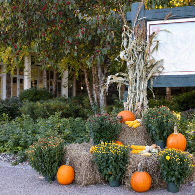 Carve Your Own Sugarbush Inspired Pumpkins with These Designs