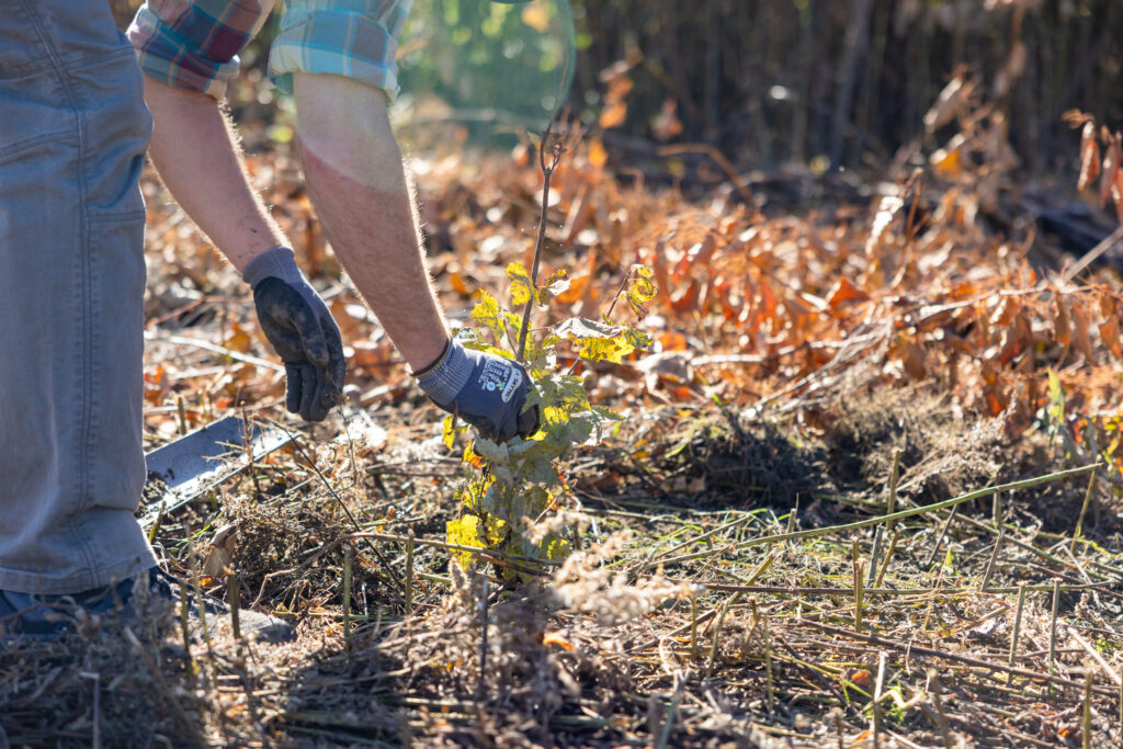 Planting 100 Trees