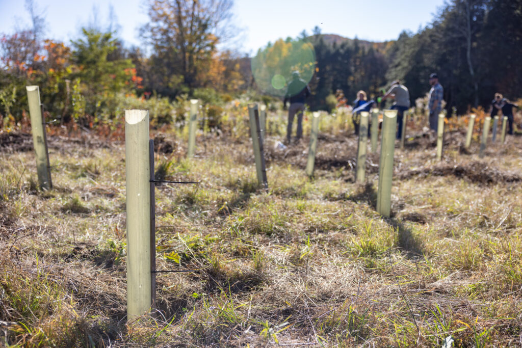 Planting 100 Trees