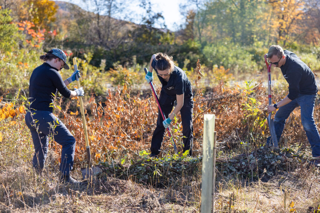 Planting 100 Trees