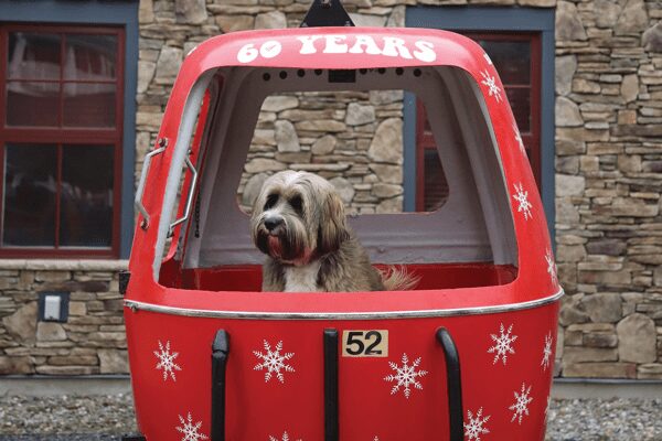 Dog in gondola at Sugarbush Resort