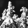 Black and white snow coverage